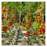 Tomato Nursary