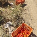 Tomato shorting