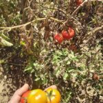 Tomato farm