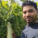 Fresh vegitable in Farms