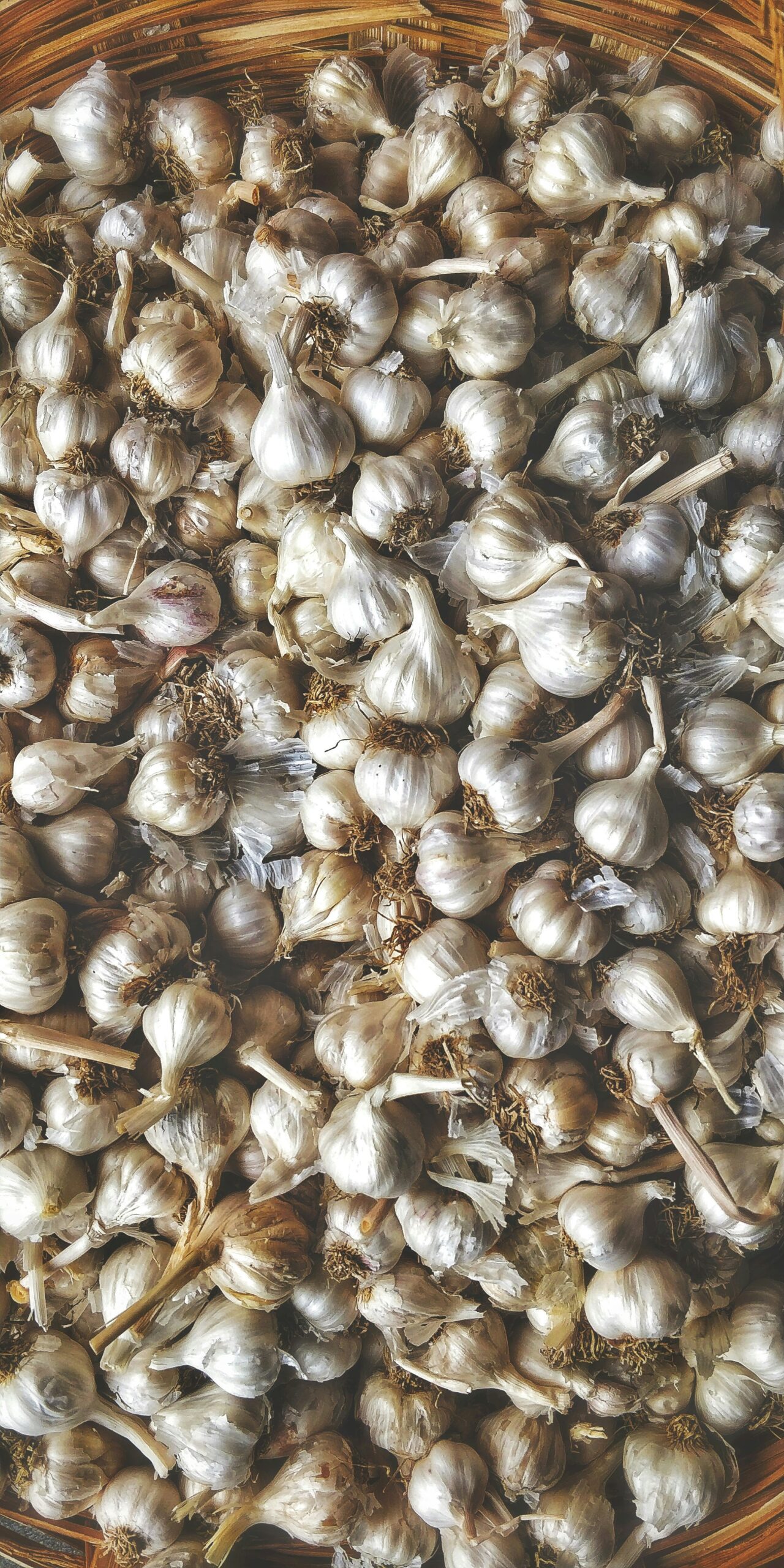 premium grade garlic premium grade garlic
