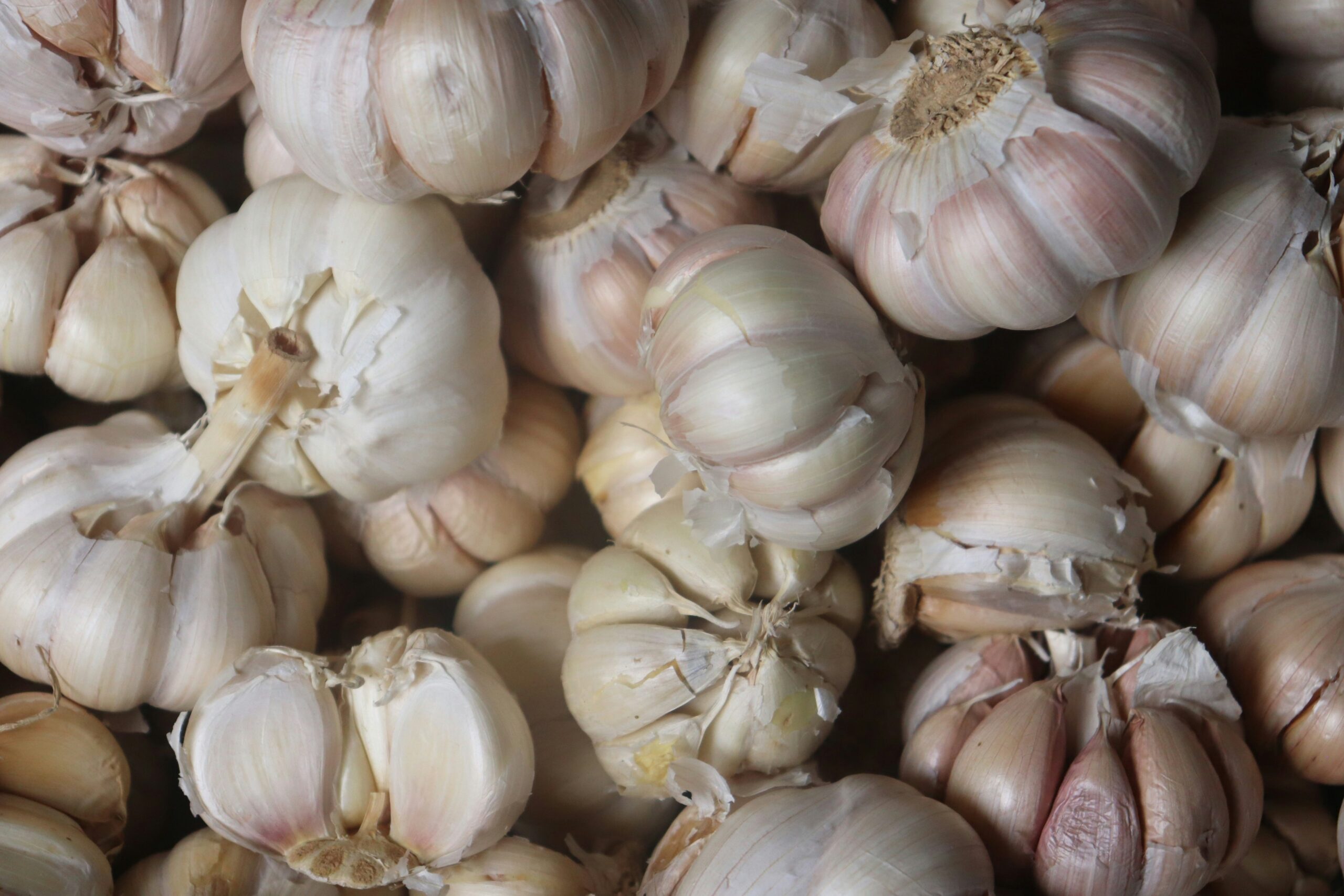 premium grade garlic premium grade garlic