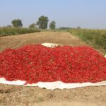Product Red chilli harvest